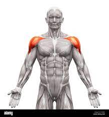 What is the action for Deltoid?