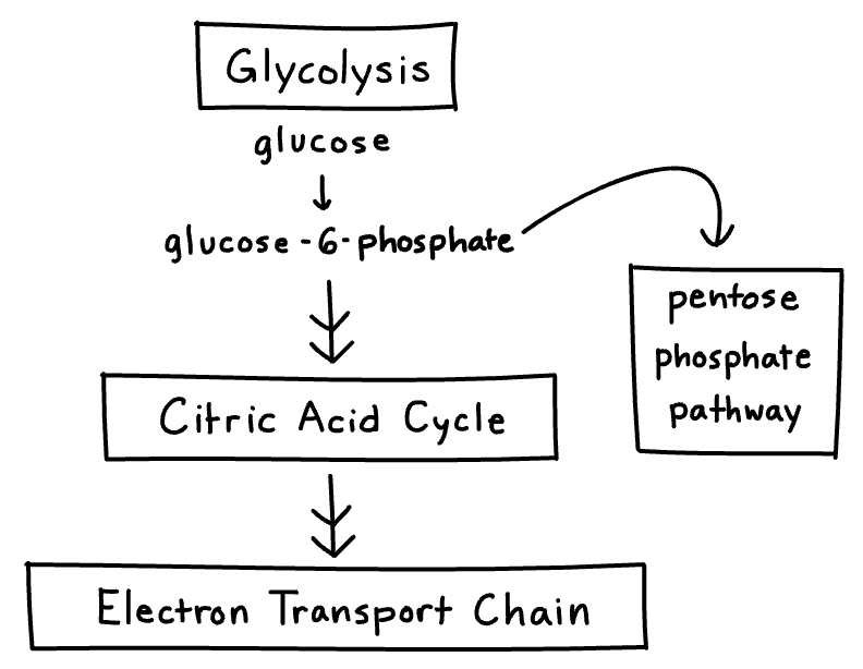 <p>a glucose breakdown pathway parallel to glycolysis (happens at the same time/instead of) that produces NADPH and pentose sugars (ribose-5-phosphate)</p>