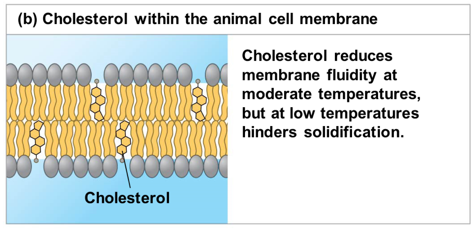 <p>cholesterol</p>