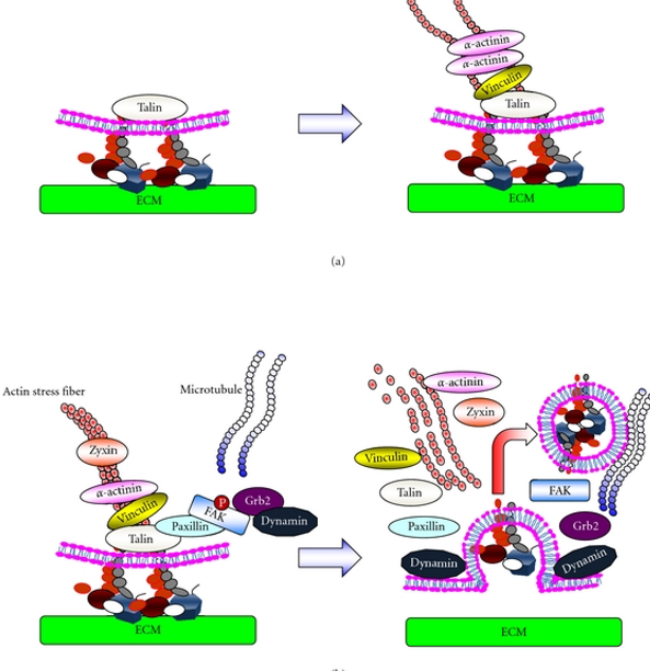 __release of focal adhesion at back of cell__

* **FAK protein** is phosphorylated
* FAK **phosphorylates adaptor** proteins
* **integrins release** ECM and are endocytosed (recycle to front of cell)
* **actin/myosin** complexes are released

\
**no GTPase*