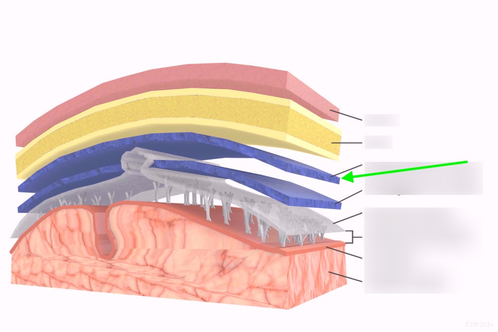 <p>what layer is this?</p>