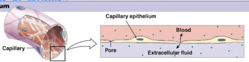 <p>the thin, flat cells of exchange epithelium allow movement through and between cells</p>