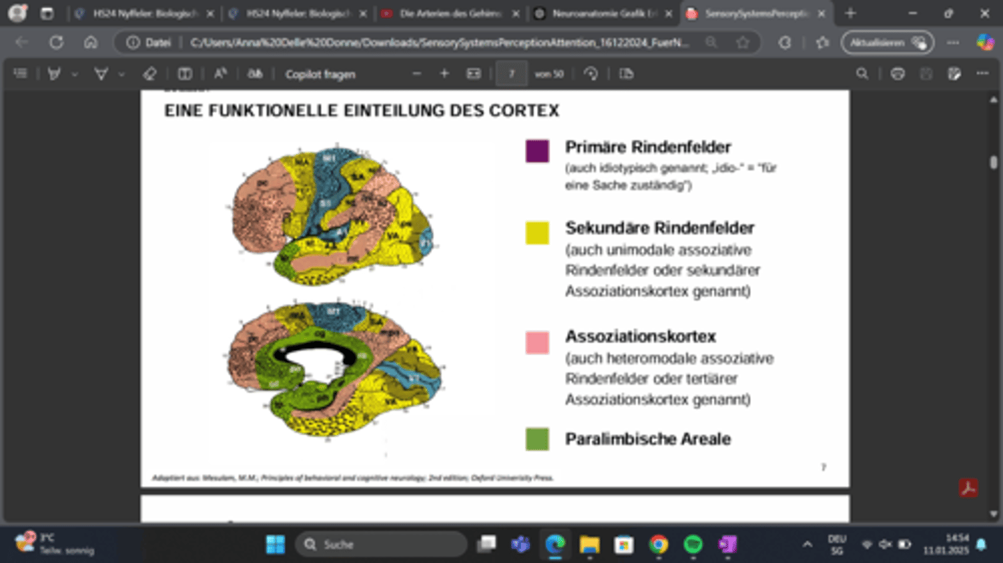 <p>Bereiche, die funktionell zwischen dem limbischen System (Emotionen) und dem Neokortex (Denken) stehen.</p><p>Funktion: </p><p>Wichtige Rolle bei Emotionen</p><p>Gedächtnis</p><p>Motivation</p>