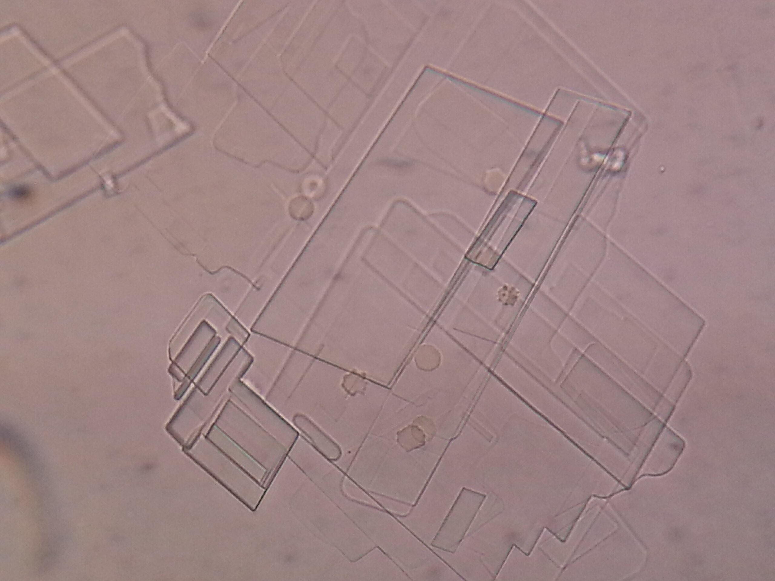 <ol><li><p>Identify structure.</p></li><li><p>What other structures is this pointed structure usually seen with?</p></li></ol><p></p>