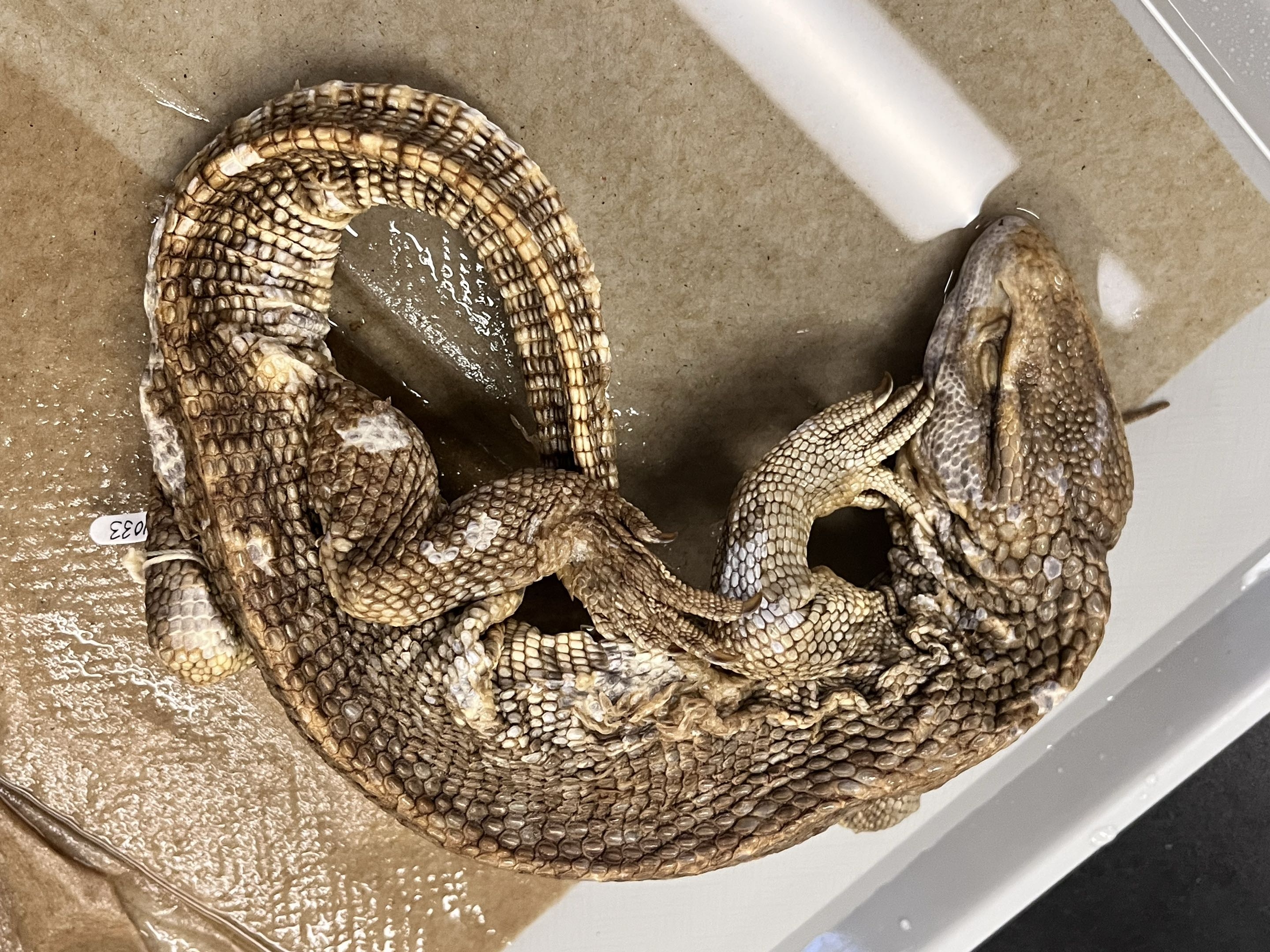 <p>Family?<br><strong>- Long legs, neck (loooong neck)</strong></p><p>- Pointed snout</p><p>- no scales, beady body</p><p>- small head scales</p><p>~100 species</p>