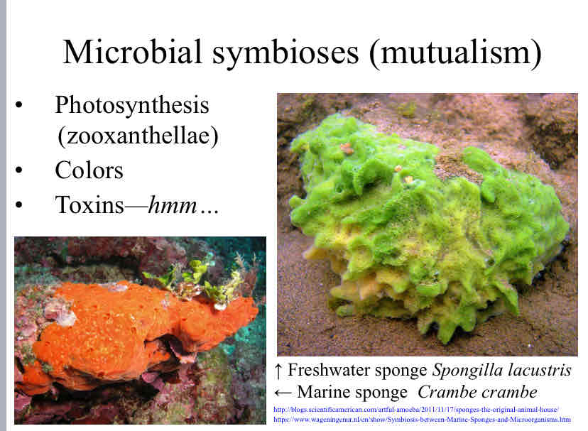 <p>Microbial Symbioses (mutualism)</p>