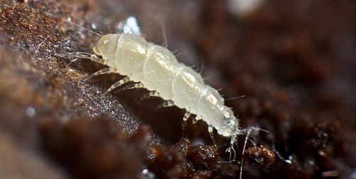 <p>Kmeň Arthropoda → Mandibulata → Podkmeň Myriapoda → Trieda Pauropoda</p>