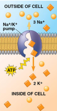 <p>Na<sup>+</sup>/ K<sup>+</sup> pump</p>