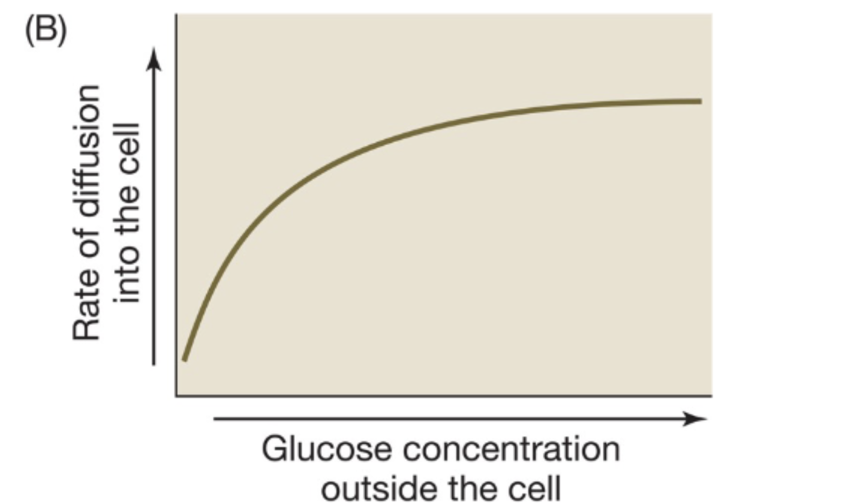 <p>greater external concentration increases the rate of diffusion to a certain extent (like an enzyme)</p>