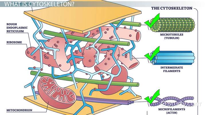 <p>. framework of protein fibres that give cell its shape + assists cell movement </p><p>. consists of microtubules, intermediate filaments, and microfilaments </p>