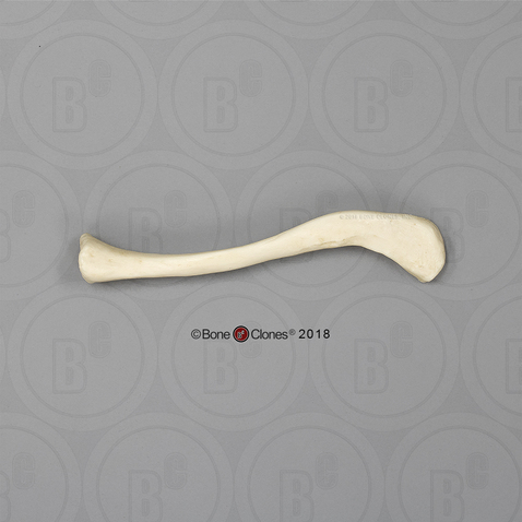 <p>Identify the bone in the image</p>
