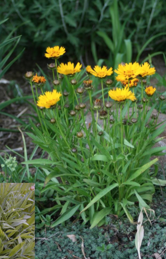 <p>Yellow Flowers</p><p>Full Sun</p><p>Meadows, prairies, cottage gardens</p>