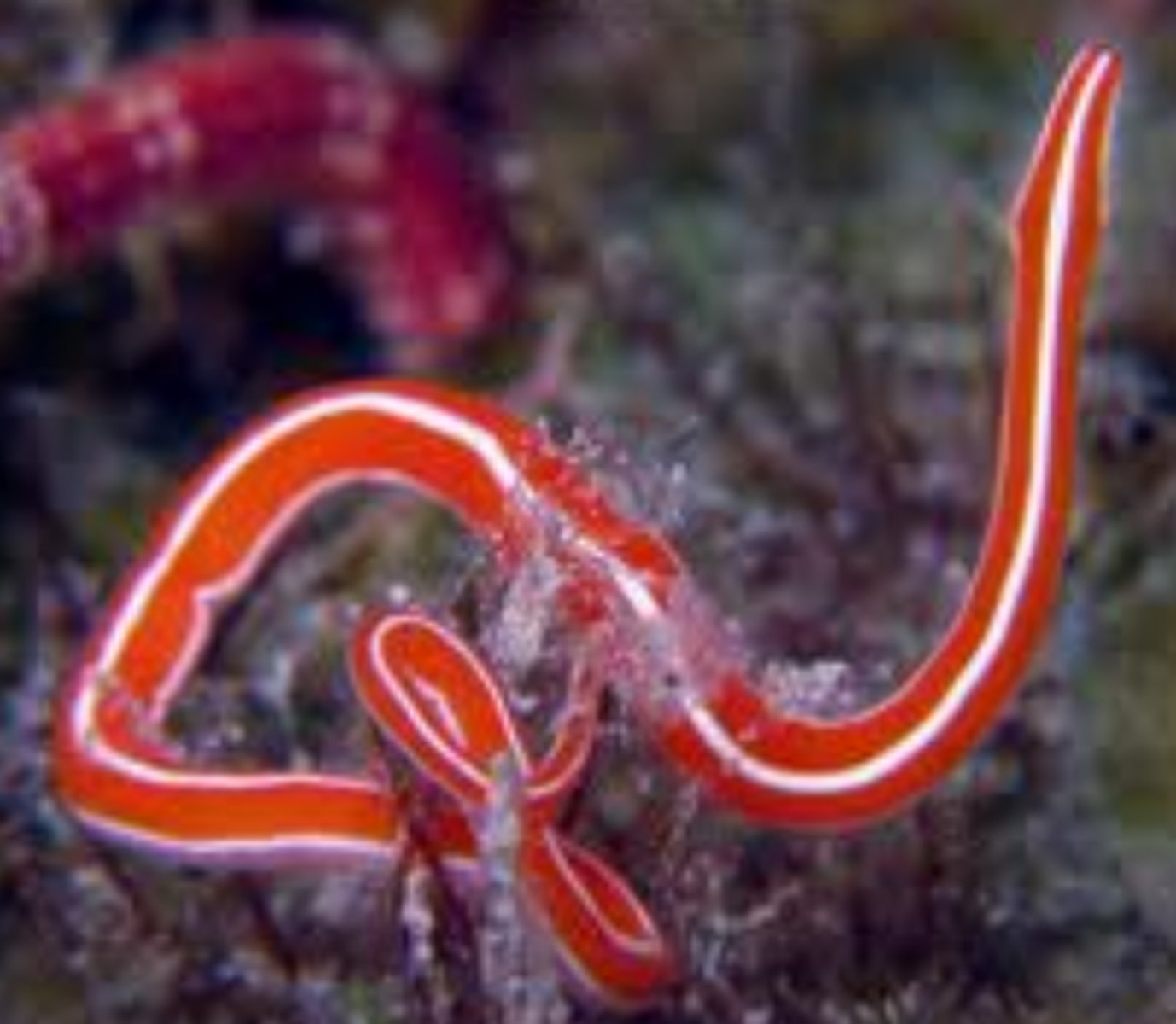 <p>have nervous and circulatory systems<br>unique proboscis apparatus: rhynchocoel <br>small</p>