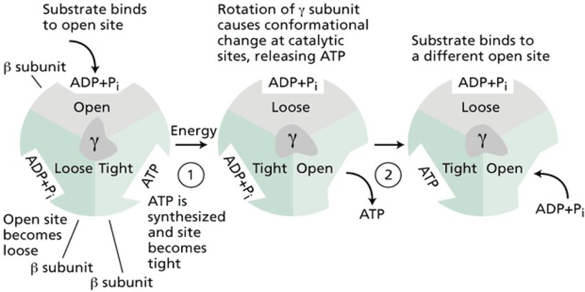 <p>By rotating and changing the shape of its catalytic sites, mechanically pushing ATP out.</p><p></p>
