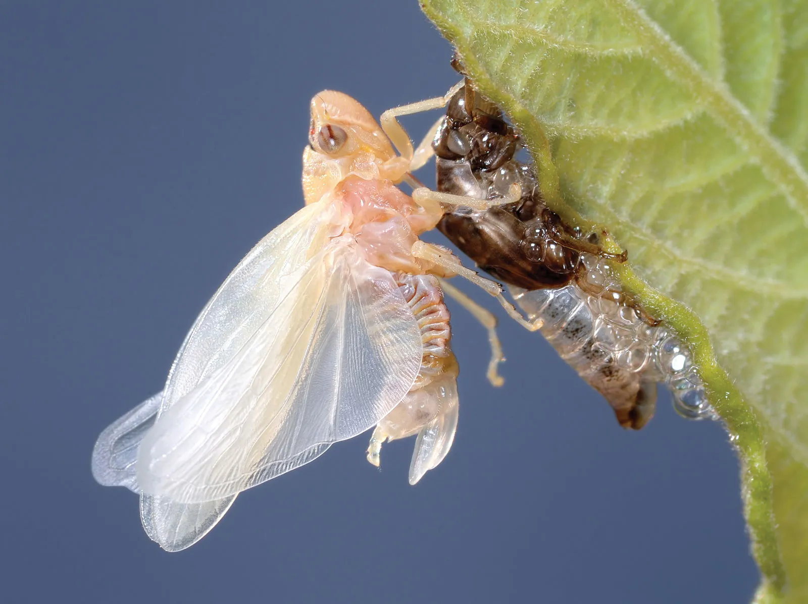 <p>Ecdysis</p>