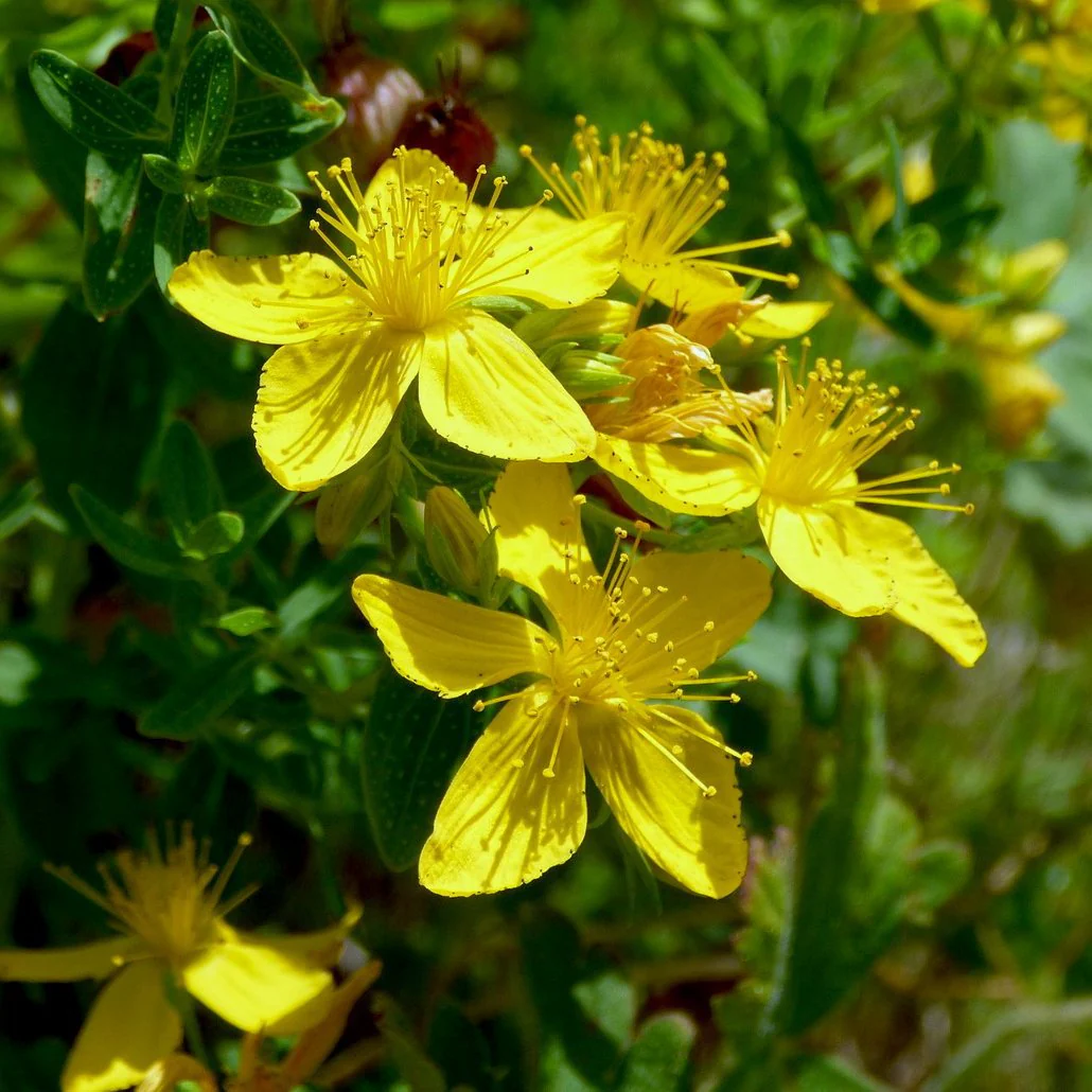 <p>(Hypericum perforatum) used for treating/may treat mild depression by lifting the spirit by raising the level of serotonin</p><p>drawbacks: induce photosensitivity and may react adversely with medications to prevent organ transplant rejection or cancer drugs</p>