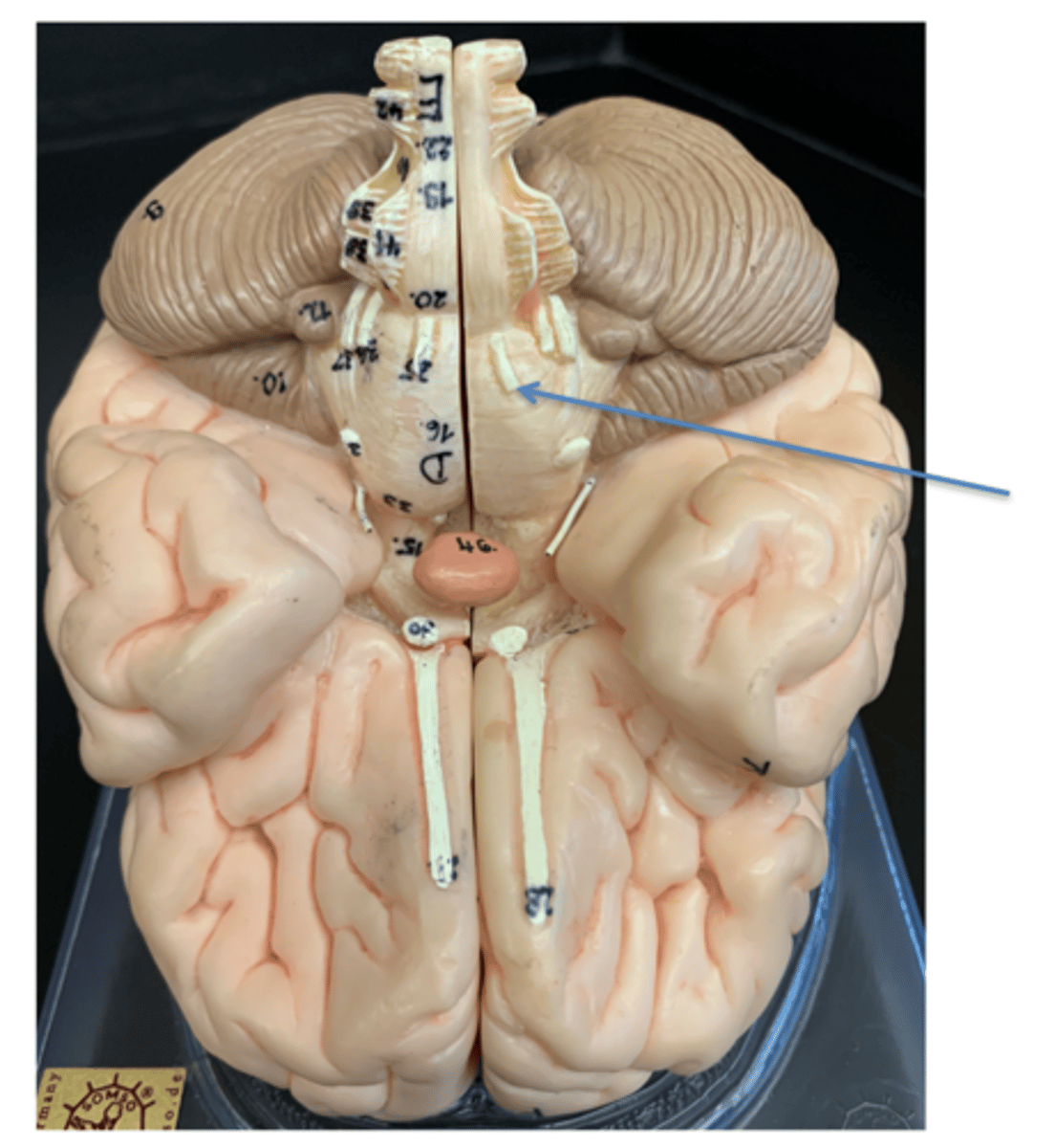 <p>Give the Cranial Nerve number, name &amp; function</p>