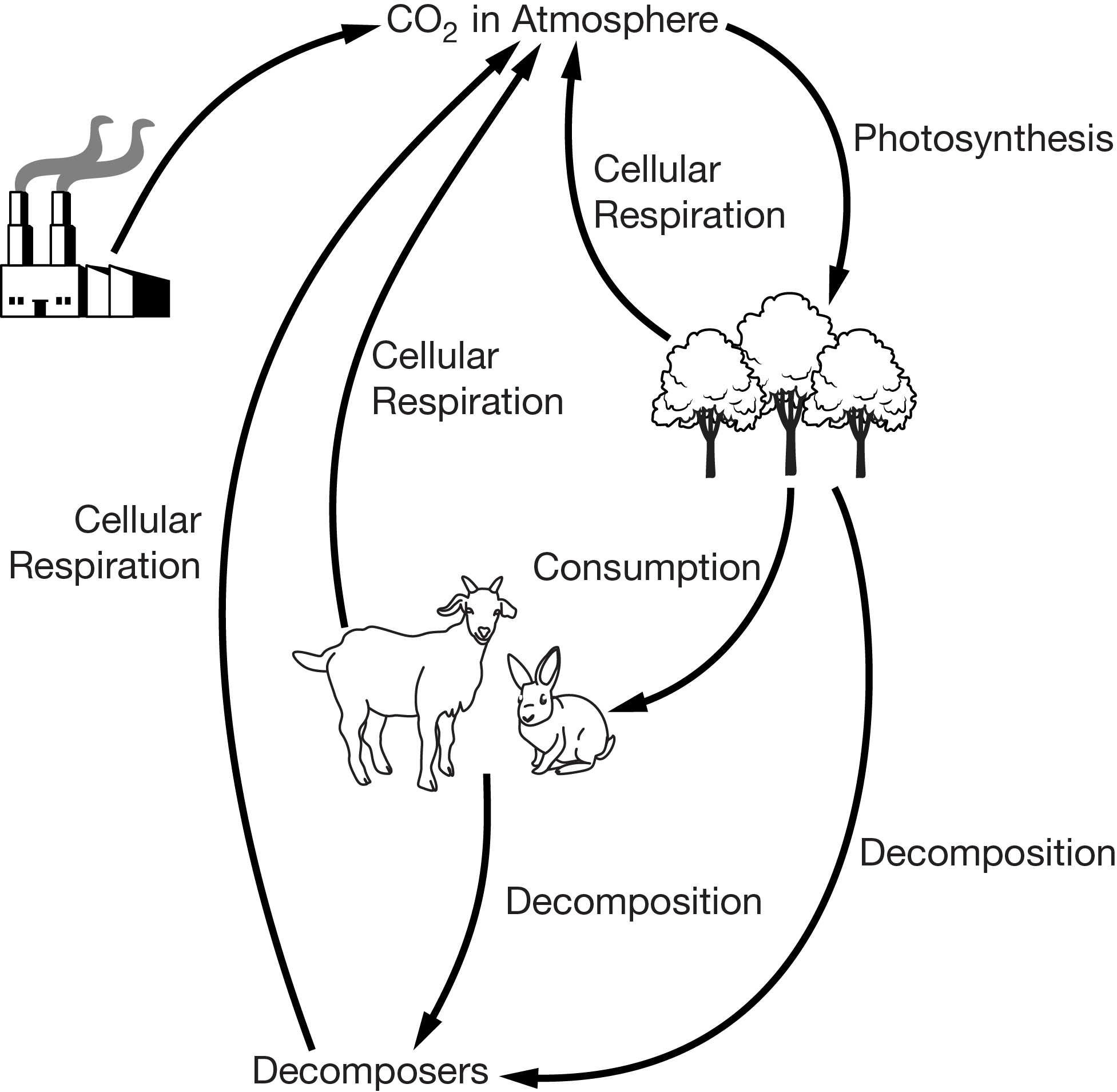 Photosynthesis