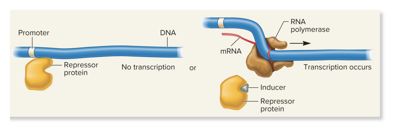 <ul><li><p>no inducer present</p><ul><li><p>repressor protein blocks transcription</p></li></ul></li><li><p>inducer present</p><ul><li><p>inducer binds repressive to repressor protein, causing a conformation change that prevents the repressor from binding to the DNA, thereby allowing transcription to proceed</p><p></p></li></ul></li></ul><p></p>