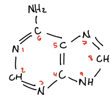 knowt flashcard image