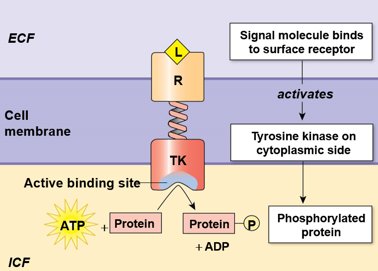 <ul><li><p>A ligand binds the receptor portion</p></li><li><p>The attached enzyme (cytoplasmic side) changes conformation to carry out its enzymatic function </p><ul><li><p>usually kinase or guanylyl cyclase</p></li></ul></li><li><p><u>example</u>: tyrosine kinase</p></li></ul>