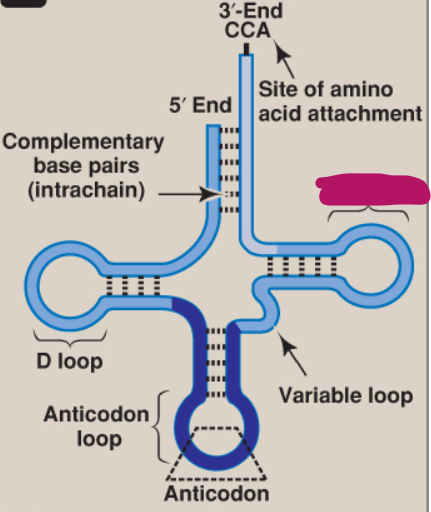 <p>What is this part of tRNA?</p>