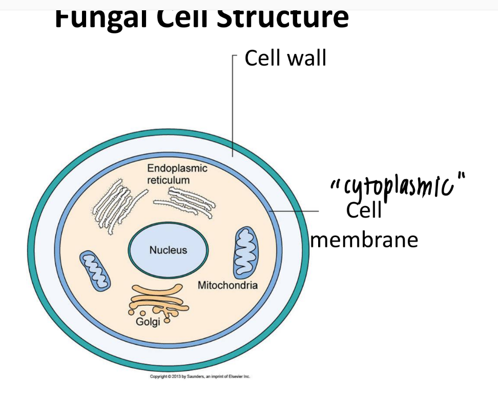 <p>have CELL WALL. </p>