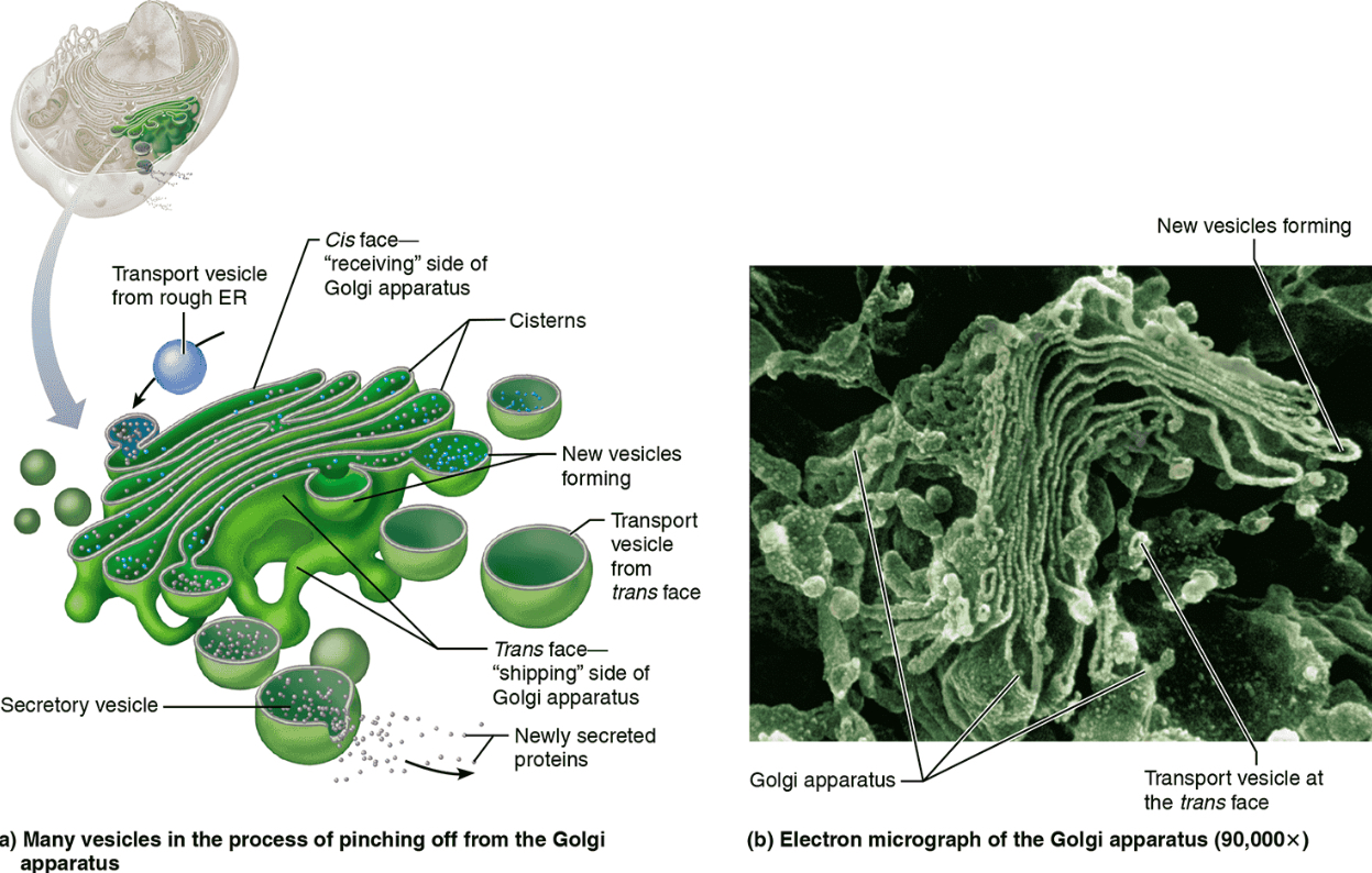 <p>Golgi Apparatus</p>