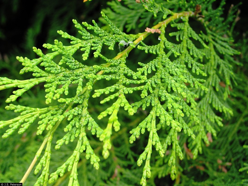 <p><u>Calocedrus decurrens</u>, Cupressaceae</p>