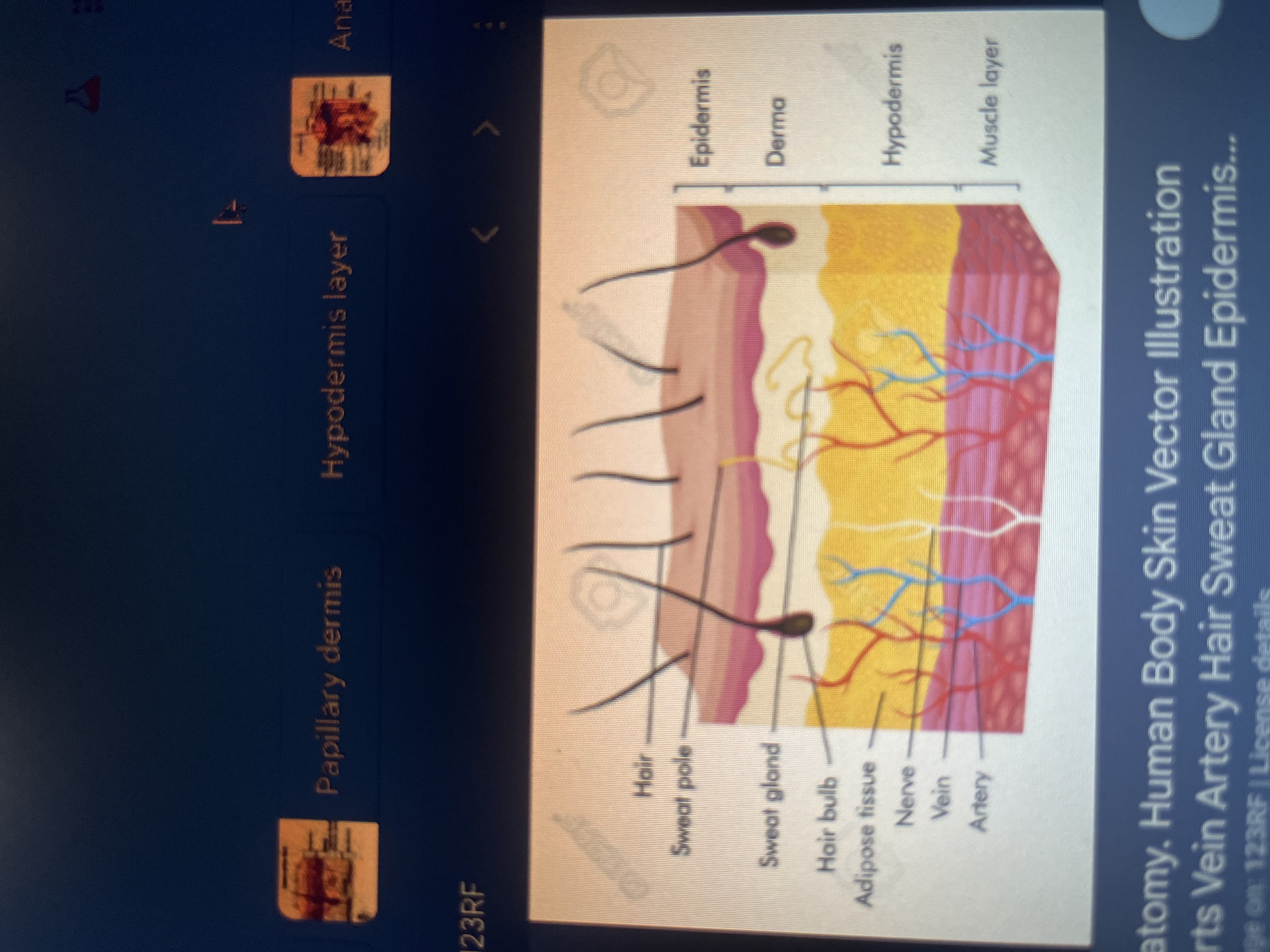 <p>Cutaneous vein</p>
