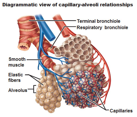 <p>The smallest branches of the bronchi, made of cuboidal epithelium, with<strong> smooth muscle</strong> but no cartilage or mucus-producing cells.</p>