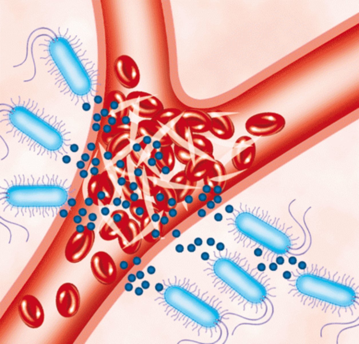<p>presence of bacteria in blood, usually transient, no replication</p>