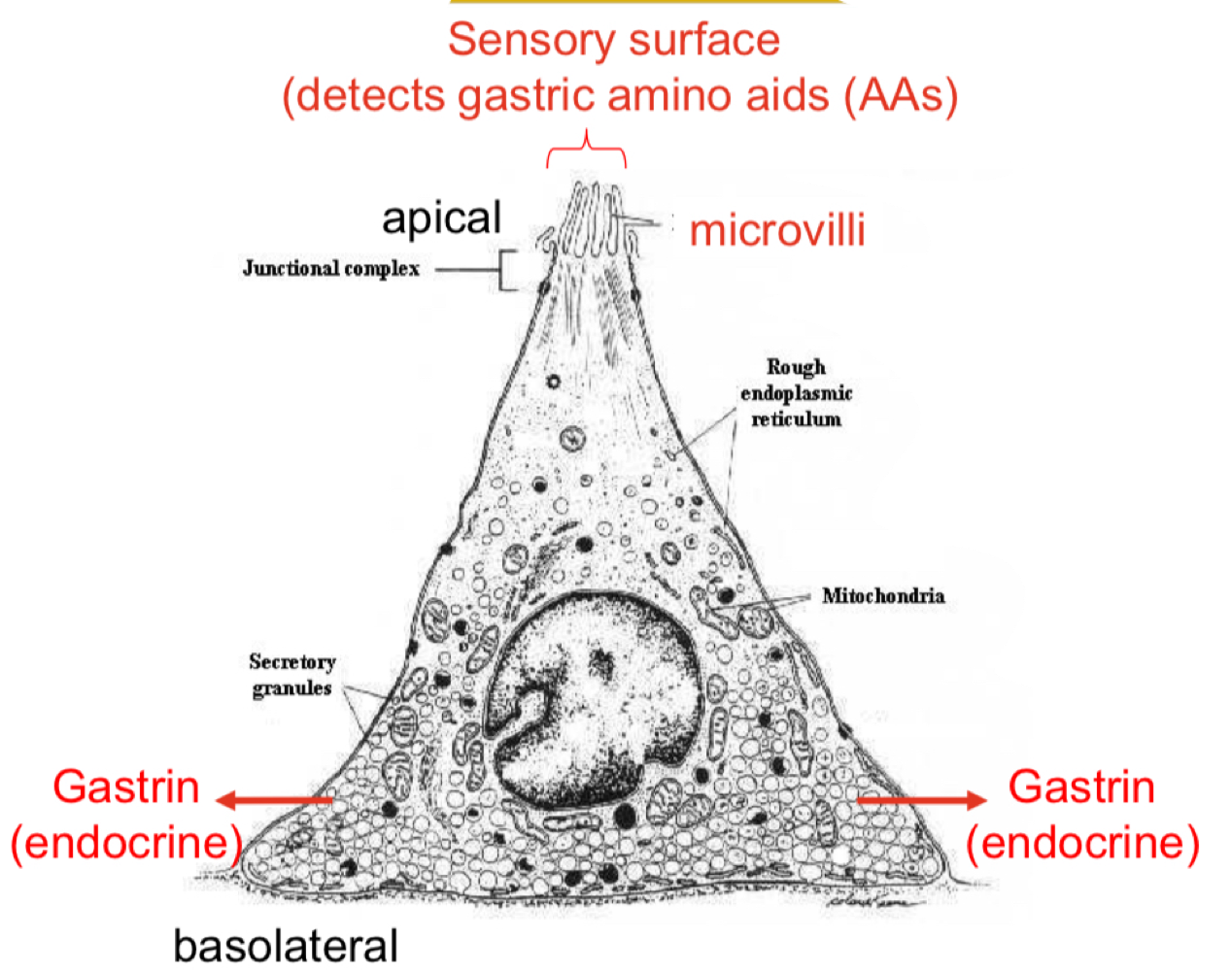 <ul><li><p>endocrine </p></li><li><p>Present in pyloric gland (antrum) </p></li><li><p>Secretes gastrin → stimulates parietal, chief and ECL cells </p></li></ul><p></p>