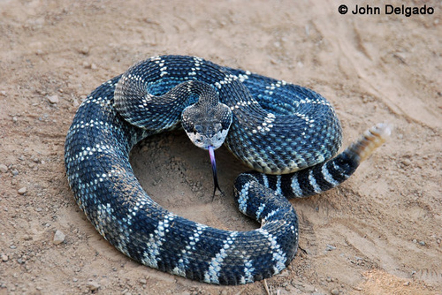 <p>-Worldwide</p><p>-Venomous</p><p>-Solenoglyphous</p><p>-Cranial infrared receptors in loreal pits (crotalines) or beneath scale surface</p><p>-Alberta: Crotalis viridis (prairie rattle snake)</p>