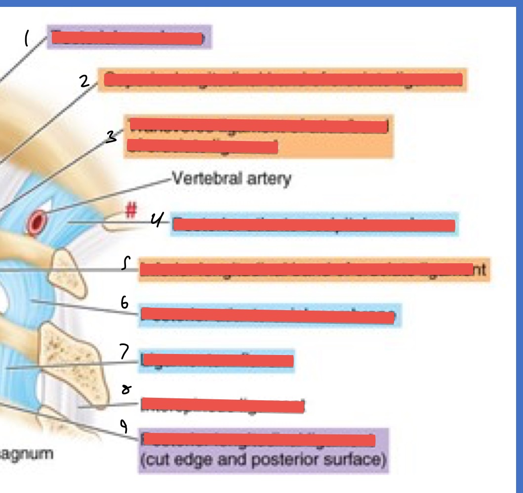 <ol><li><p>Tectorial membrane</p></li><li><p>sup. longitudinal band of cruciate ligament</p></li><li><p>transverse ligament of atlas</p></li><li><p>post. atlanto-occipital membrane</p></li><li><p>inf. longitudinal band of cruciate ligament</p></li><li><p>post. atlanti-axial membrane</p></li><li><p>ligamentum flavum</p></li><li><p>interspinous ligament</p></li><li><p>post. longitudinal ligament</p></li></ol><p></p>
