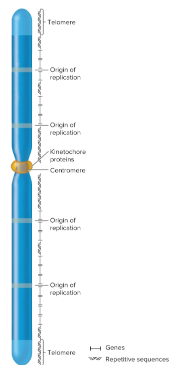<ul><li><p>regions that play a role in segregation of chromosomes</p></li><li><p>forms a recognition site for kinetochore proteins</p></li></ul><p></p>