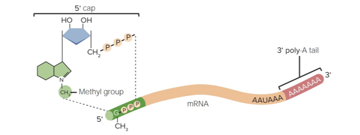 <p>RNA modification </p>