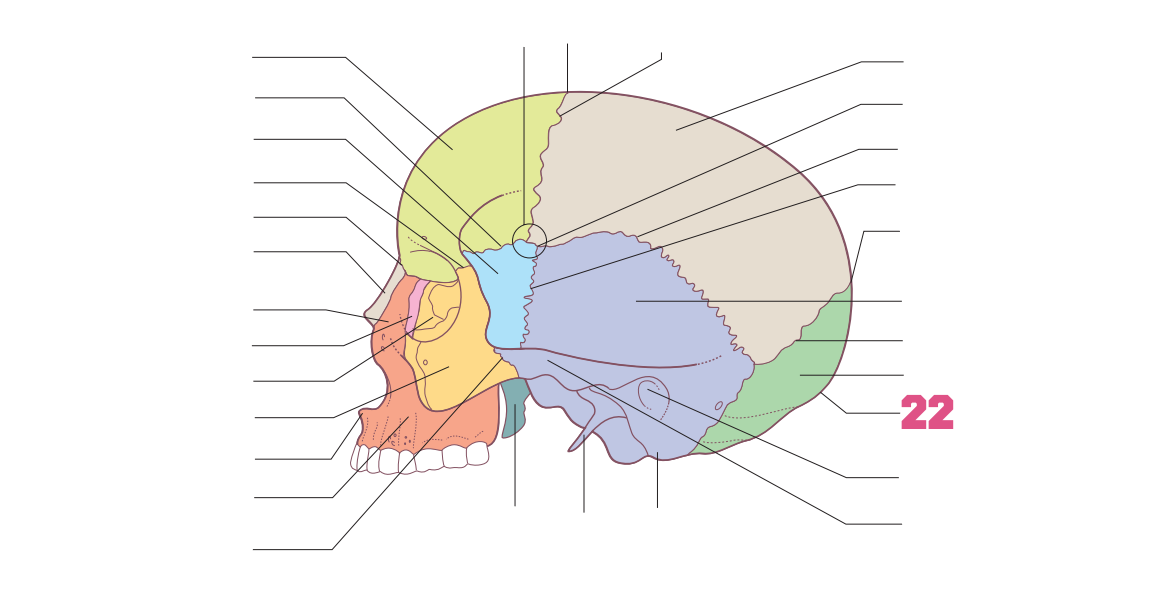 <p>22</p>