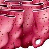 <p>System of internal membranes within the cytoplasm. Membranes are rough due to the presence of ribosomes. functions in transport of substances such as proteins within the cytoplasm</p>