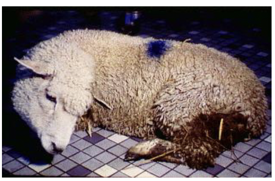 <p>Neural listeriosis, obrtions, septicemia, stiff necks, </p>