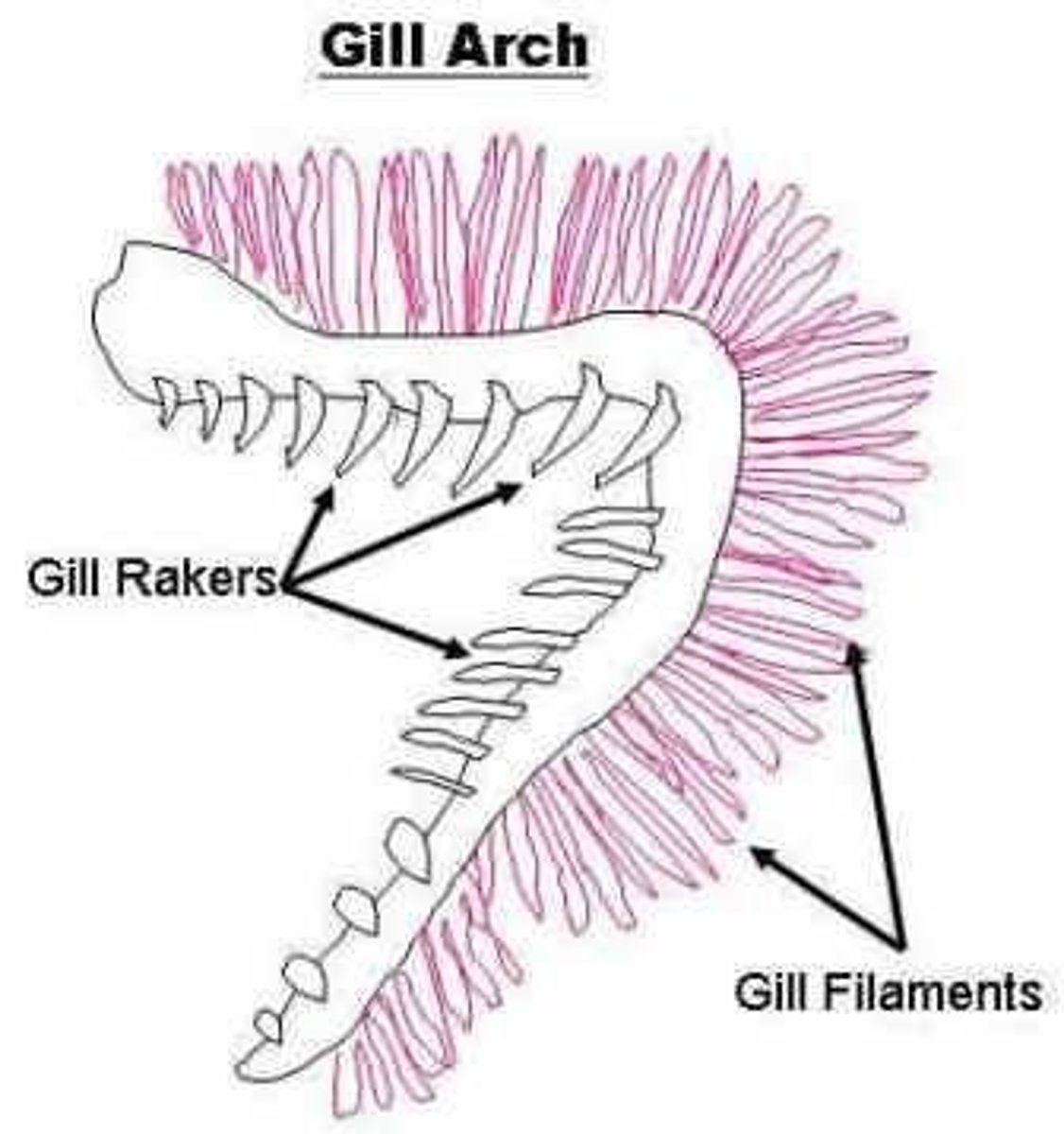 <p>Hard projections along the inner surface of fishes' gills used for filtering out plankton and debris</p>