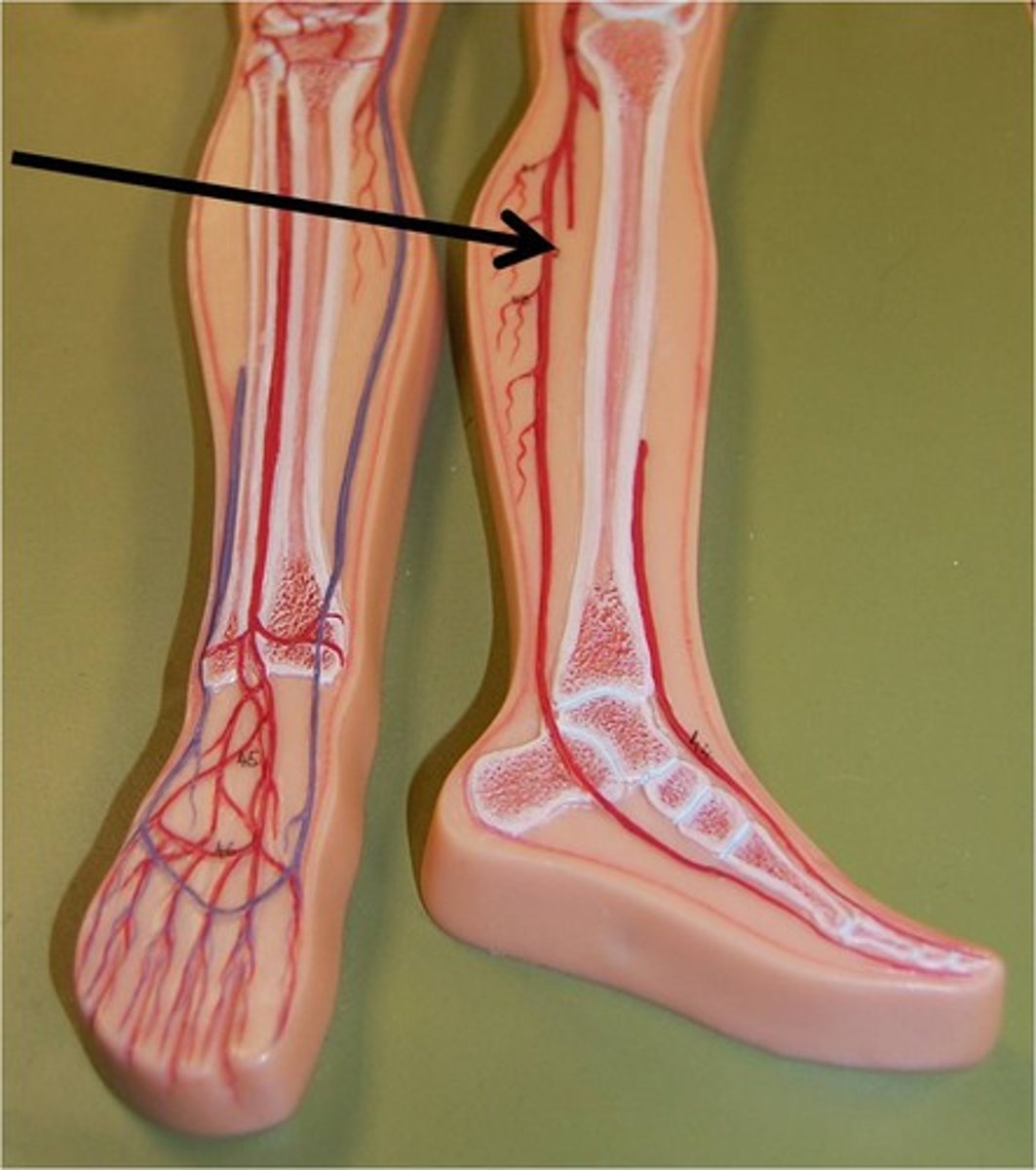 <p>Branches from popliteal artery, more medial.</p>