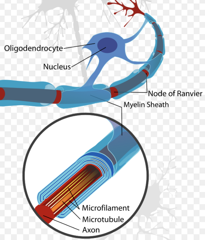 <p>Each segment consist of<span style="color: blue"> </span><strong><span style="color: blue">plasma membrane </span></strong>of a <strong><span style="color: blue">supporting cells </span></strong>rolled in<span style="color: blue"> </span><strong><span style="color: blue">concentric layers</span> </strong>around <strong><span style="color: blue">axon</span></strong></p>