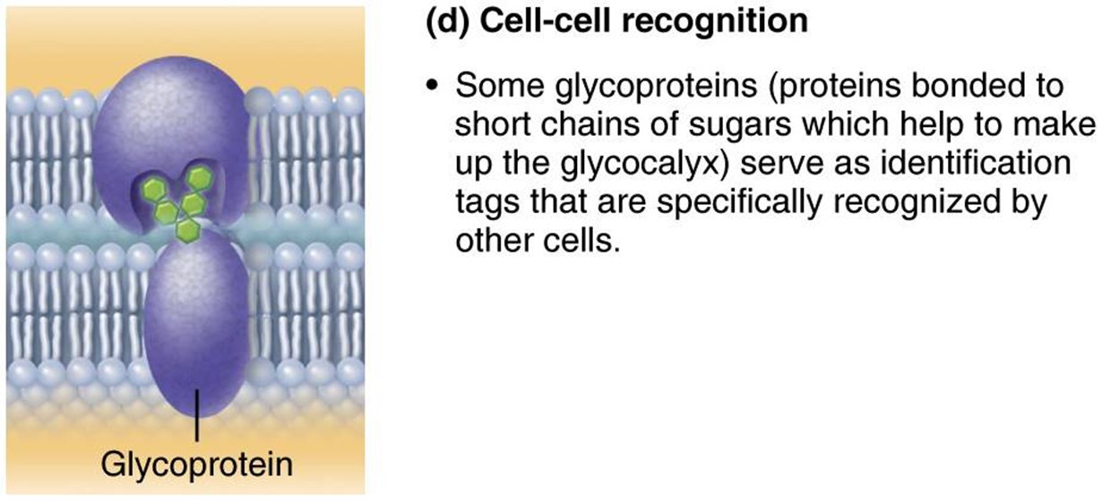<p>ex. some glycoproteins serve as identification tags that are specifically recognized by other cells</p>