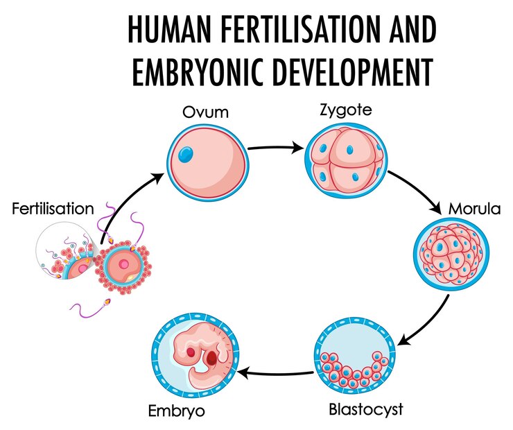 <p>A complex multi-step process where a sperm and ovum (egg) fuse together, which will eventually become a baby.</p>