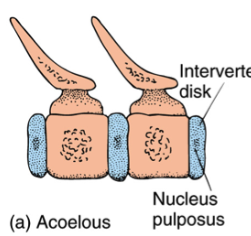 <p>Vertebrae that are flat on each end, resisting compressive forces and helps to maintain shapes. Common in most mammals.</p>