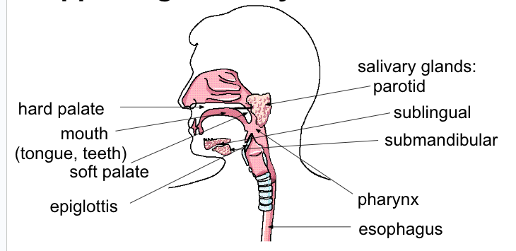 knowt flashcard image