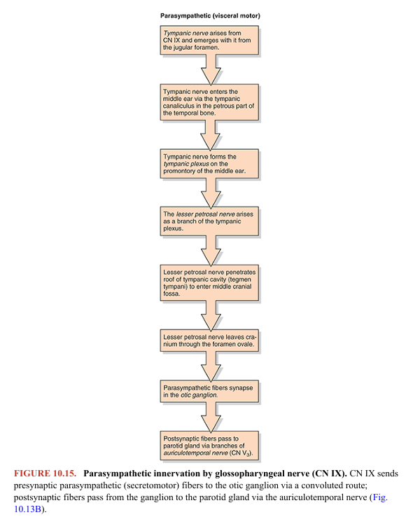 <p>Following a circuitous route initially involving the tympanic nerve, presynaptic parasympathetic fibers are provided to the otic ganglion for innervation of the parotid gland (Fig. 10.15). The otic ganglion is associated with the mandibular nerve (CN V3), branches of which convey the postsynaptic parasympathetic fibers to the parotid gland.</p><p></p>