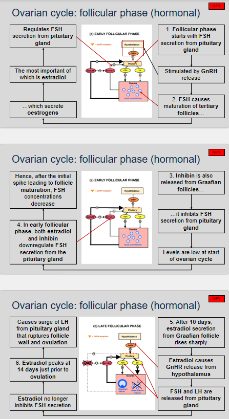<p>The ovarian cycle consists of several stages that are essential for the process of ovulation. The follicular phase is the first stage of the ovarian cycle, and it is characterized by the following six stages.</p><p>Stage 1: The follicular phase begins with the secretion of follicle-stimulating hormone (FSH) from the pituitary gland, which is stimulated by gonadotropin-releasing hormone (GnRH) release.</p><p>Stage 2: FSH causes the maturation of tertiary follicles, which then secrete oestrogens, the most important of which is estradiol. Estradiol regulates FSH secretion from the pituitary gland.</p><p>Stage 3: Inhibin is also released from Graafian follicles, and it inhibits FSH secretion from the pituitary gland. The levels of inhibin are low at the start of the ovarian cycle.</p><p>Stage 4: In the early follicular phase, both estradiol and inhibin downregulate FSH secretion from the pituitary gland, causing FSH concentrations to decrease after the initial spike that leads to follicle maturation.</p><p>Stage 5: After 10 days, estradiol secretion from the Graafian follicle rises sharply, causing GnRH release from the hypothalamus. FSH and luteinizing hormone (LH) are then released from the pituitary gland, and estradiol no longer inhibits FSH secretion.</p><p>Stage 6: Estradiol peaks at 14 days just prior to ovulation, causing a surge of LH from the pituitary gland that ruptures the follicle wall and ovulation occurs.</p>