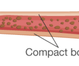 <p><span><span>Dense, hard outer layer that provides strength and protection.</span></span></p>